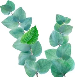 Kneipp Refreshing - Douche Foam -Verzorgingsproducten 1169x1200 4