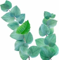 Kneipp Refreshing - Douchegel -Verzorgingsproducten 1169x1200 5