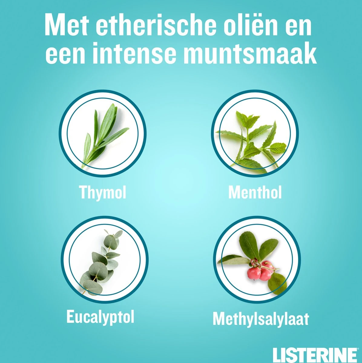 LISTERINE® Fresh Mint, Mondspoeling Met Essentiële Oliën Voor Een Langdurig Frisse Adem, 3x600ml 8 LISTERINE® Fresh Mint, Mondspoeling Met Essentiële Oliën Voor Een Langdurig Frisse Adem, 3x600ml - Afbeelding 6