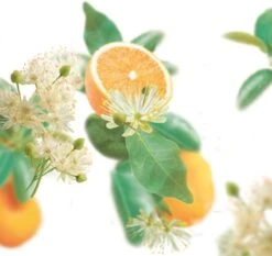 Kneipp Pure Harmony - Badolie -Verzorgingsproducten 1200x1131 1