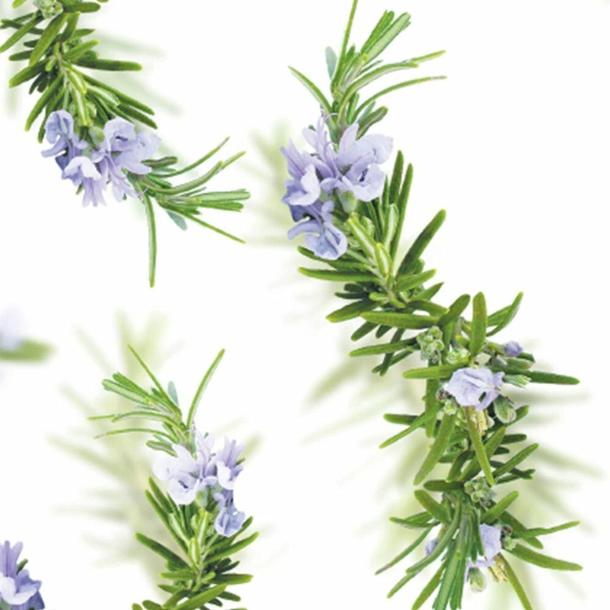 Kneipp New Energy - Douchegel 8 Kneipp New Energy - Douchegel - Afbeelding 6