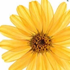 Kneipp Arnica Active - Badkristallen -Verzorgingsproducten 1200x1200 1183