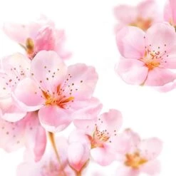 Kneipp Soft Skin - Badolie -Verzorgingsproducten 1200x1200 1238