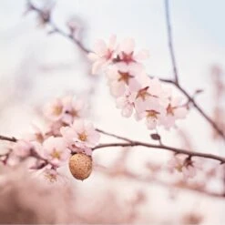 Weleda Amandel Verzachtende Reinigingsmelk -Verzorgingsproducten 1200x1200 2092