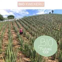 Dr. Green® 1x- Aloë Vera Blad - MAAK GEL IN 3 MINUTEN - 100% Puur - Biologisch -Verzorgingsproducten 1200x1200 673