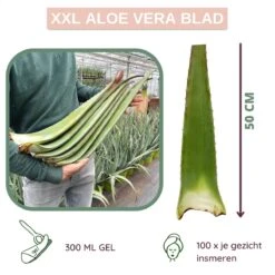 Dr. Green® 1x- Aloë Vera Blad - MAAK GEL IN 3 MINUTEN - 100% Puur - Biologisch -Verzorgingsproducten 1200x1200 674