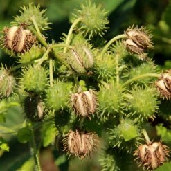 Merkloos Biologische Castor Olie Uit India 100 Ml - 100% Puur & Koudgeperst. 6 Merkloos Biologische Castor Olie Uit India 100 Ml - 100% Puur & Koudgeperst. -Verzorgingsproducten 1200x1200 706