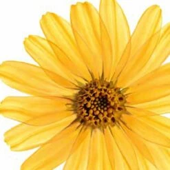 Kneipp Arnica Active - Massageolie 10 Kneipp Arnica Active - Massageolie -Verzorgingsproducten 1200x1200 711