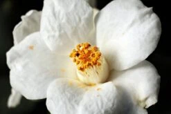 Camellia Olie Puur 50ml - Witte Japonica - Huidolie En Haarolie -Verzorgingsproducten 1200x800 29