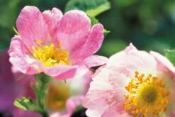 Weleda WILDE ROZEN VERWENNENDE BODY LOTION -Verzorgingsproducten 1200x804 3