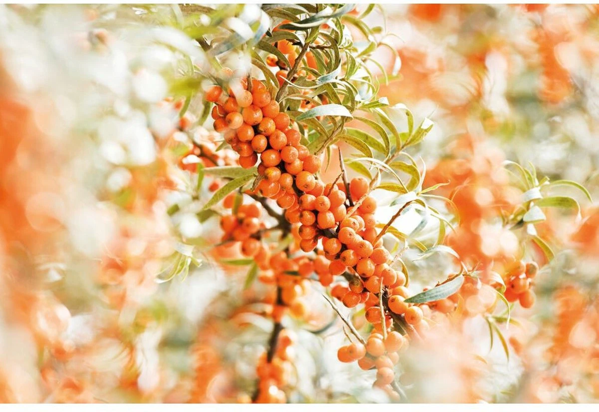 Weleda Duindoorn Vitaliserende Body Olie 4 Weleda Duindoorn Vitaliserende Body Olie - Afbeelding 2