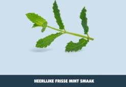 Smyle - Tandpasta Tabletten - Navulling - Met Fluoride - Tandpasta Tabs - 250 Stuk(s) - Plastic-vrij -Verzorgingsproducten 1200x834 1