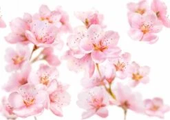 Kneipp Soft Skin - Sugar & Oil Body Scrub 15 Kneipp Soft Skin - Sugar & Oil Body Scrub -Verzorgingsproducten 1200x846 3