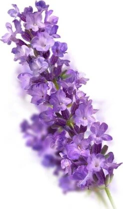 Kneipp Relaxing - Badkristallen -Verzorgingsproducten 711x1200 1