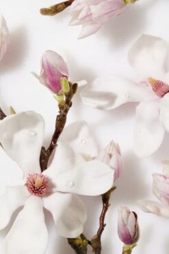 NIVEA Essentials Dagelijkse Reiniging - 150 Ml - Reinigingsscrub -Verzorgingsproducten 800x1200 26